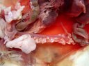 Dissection de l'appareil reproducteur de la souris femelle : utérus simple dans sa partie basse et corne utérine gauche dégagée, corne utérine droite non dégagée, trompe et ovaire gauches   dégagés, vessie plus ou moins vide. [15915 views]
