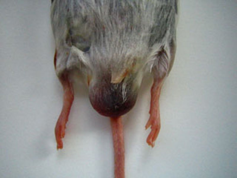 Organes génitaux externes de la souris mâle.