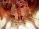 Dissection de l'appareil reproducteur de la souris mâle : les glandes Tyson sont bien visibles, les testicules sont encore dans les poches scrotales. [34606 views]