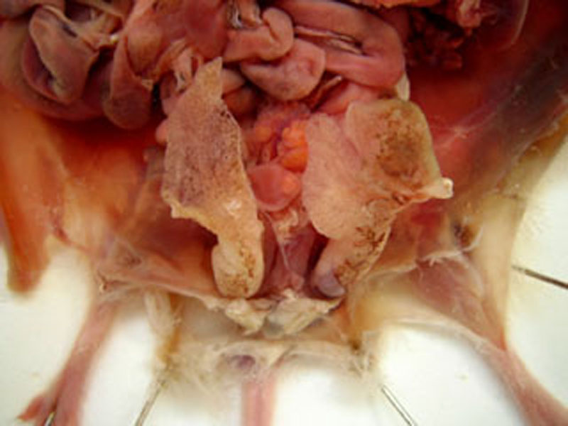 Dissection de l'appareil reproducteur de la souris mâle : les glandes Tyson sont bien visibles, les testicules sont encore dans les poches scrotales.