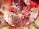 Dissection de l'appareil reproducteur de la souris mâle : testicules dégagés des poches scrotales et ligament suspenseur visible,  spermiductes bien visibles, vessie très pleine, vésicules séminales peu développées. [45024 views]