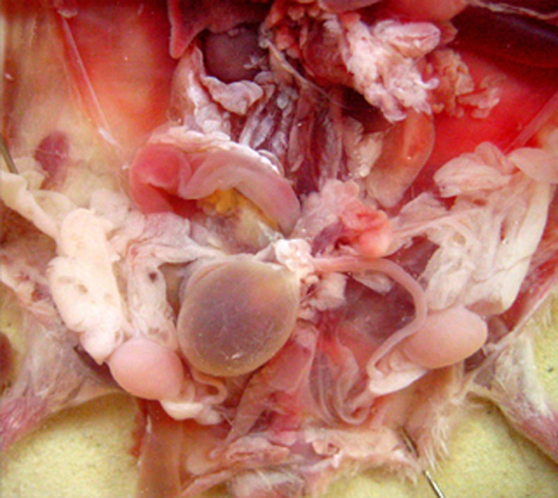 Dissection de l'appareil reproducteur de la souris mâle : testicules dégagés des poches scrotales et ligament suspenseur visible,  spermiductes bien visibles, vessie très pleine, vésicules séminales peu développées.