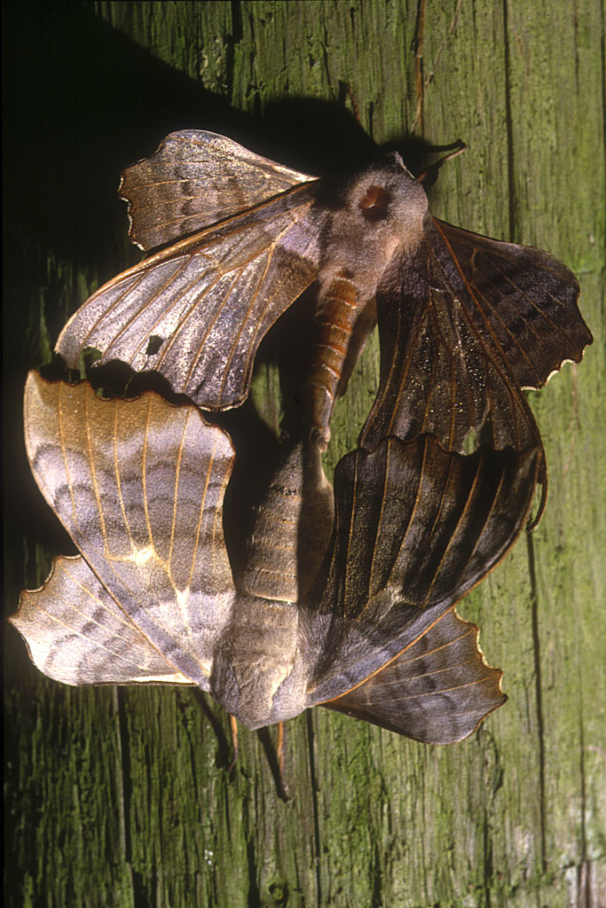 Accouplement de Sphynx du peuplier - <em>Laothoe populi</em>. Il relève de la Famille des Sphingidae, représentée en   France par 25 espèces. La position de ses ailes au repos est à nulle autre pareille, ce qui le rend aisément reconnaissable entre tous. Ce papillon est de taille moyenne, avec une envergure atteignant néanmoins plus de 80 mm chez les grandes femelles.