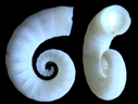 Coquille de spirule (<em>Spirula spirula</em> L.), 2 cm de hauteur. La spirule est un mollusque céphalopode décapode, mesurant 4 à 5 cm de long. C'est un animal pélagique, vivant dans la zone tropicale, entre 200 m et 1000 m de profondeur, au niveau des talus continentaux ou autour des îles des océans tropicaux. La coquille en calcite, qu'on appelle aussi phragmocône chez les Céphalopodes, a la forme d'une planispirale ouverte, enroulée ventralement. Les loges sont traversées par un siphon. Elle sert de flotteur, et comme elle est située dans la partie postérieure du corps, l'animal est souvent en position verticale, la tête en bas. [3881 views]
