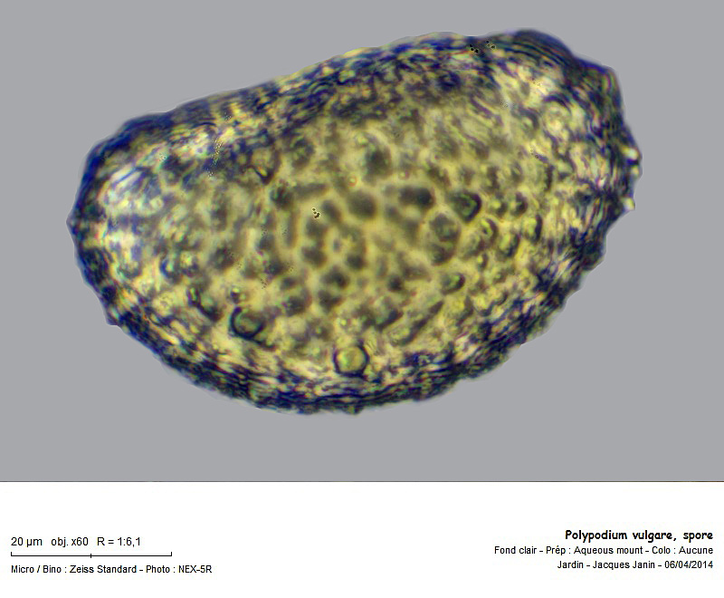 Spore de Polypode. L'image est une pile de 7 photos.