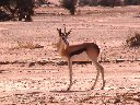 Springbok (Mammifères, Artiodactyles, Bovidés, <em>Antidorcas marsupialis</em>). [9469 views]