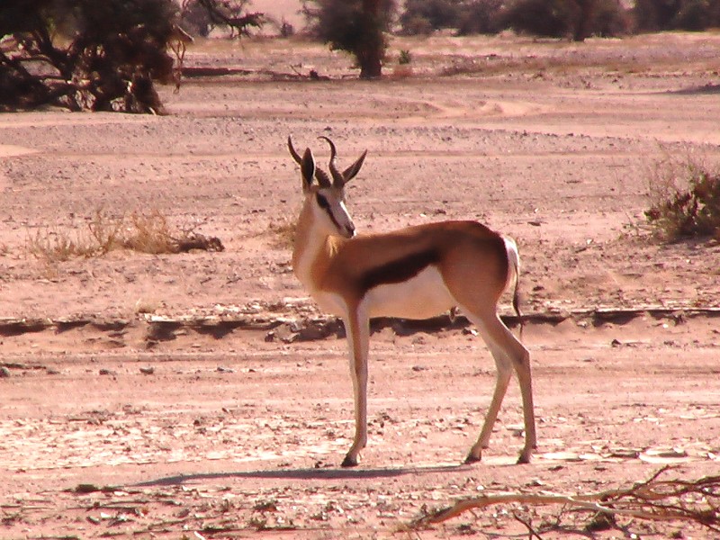 Springbok (Mammifères, Artiodactyles, Bovidés, <em>Antidorcas marsupialis</em>).