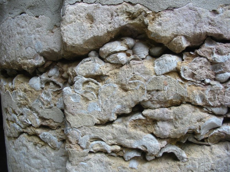 Quartier de Saint Jean : calcaire à Gryphées