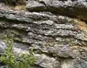 Falaise de calcaire à gryphées (Sinémurien, Jurassique inférieur) à Saint Jean des Vignes (Ouest lyonnais).   <a href='http://svt.enseigne.ac-lyon.fr/spip/spip.php?article139' TARGET='_blank'>Page liée</a> [12217 views]