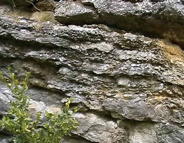 Falaise de calcaire à gryphées (Sinémurien, Jurassique inférieur) à Saint Jean des Vignes (Ouest lyonnais).   <a href='http://svt.enseigne.ac-lyon.fr/spip/spip.php?article139' TARGET='_blank'>Page liée</a>
