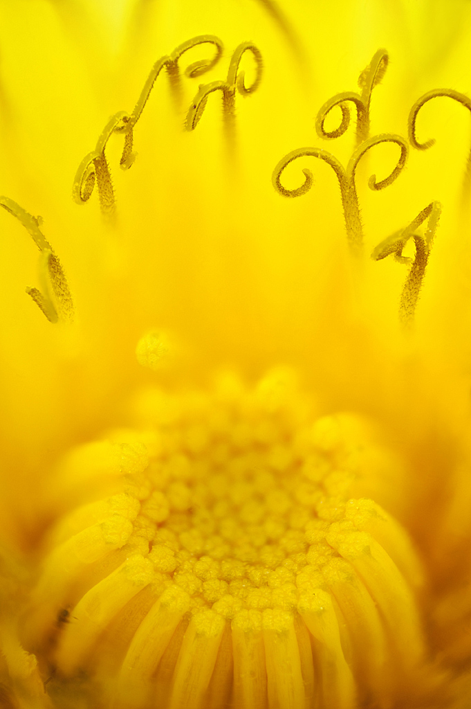 Le Pissenlit fait partie des Astéracées. C'est une fleur composée, constituée d'une multitude de fleurs ligulées, disposées sur un capitule. La ligule désigne la corolle des fleurs, fortement développée vers l'extérieur du capitule. La floraison est centripète. Les fleurs extérieures sont les premières à s'ouvrir. Au centre (sur la photo), elles sont encore en bouton. Surmontant ces boutons, on observe les stigmates bifides des parties femelles des fleurs. Quelques grains de pollen sont collés sur les stigmates.