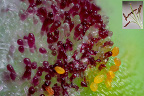 Le détail pris en photo est au bout d'un stigmate de Lis. De nombreux grains de pollen (en jaune) sont collés par la structure gélatineuse produite par la nécrose de cellules qui se pigmentent en violet, progressivement. La germination est possible s'il y a reconnaissance « spécifique » entre le pollen et le stigmate. [27282 views]