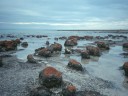 Stromatolites actuels à Hamelin Pool (Shark bay) dans l'Ouest australien : ces constructions sont le résultat de l'activité de cyanobactéries qui précipitent le carbonate de calcium. Ils croissent de 5 cm en 100 ans. Ceux-ci ont environ 2000 ans. Ils se développent dans la zone de balancement des marées, dans un lagon où la salinité est double de celle de l'océan voisin. [29079 views]