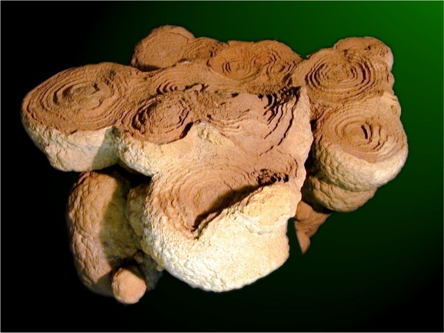 Stromatolites, Maroc, ère Primaire.
