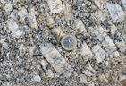 Sur la presqu’île d’Omigna, en particulier sous la tour génoise, les conditions d’affleurement sont propices à l’observation de syénomonzogranites à mégacristaux de feldspath potassique, dont la taille avoisine ici jusqu’à une dizaine de centimètres. La roche est très riche en feldspath potassique et en mica noir. Elle est pauvre en quartz, mais contient toutefois des feldspaths calco-sodiques. Ce n'est ni un vrai granite (il y a peu de quartz), ni une vraie syénite (il y a du quartz et les deux variétés de feldspaths). On lui donne un nom intermédiaire : syénogranite. On ajoute deux qualificatifs. Le premier porphyroïde est destiné à préciser que l'un des minéraux est beaucoup plus gros que les autres, le second monzo, signale la présence des deux catégories de feldspaths. Les roches sont datées du Carbonifère Viséen (346,7 – 330,3 Ma). Échantillon – <a href='https://phototheque.enseigne.ac-lyon.fr/photossql/photos.php?RollID=images&FrameID= syenogranite2'>affleurement</a> – <a href='https://phototheque.enseigne.ac-lyon.fr/photossql/photos.php?RollID=images&FrameID= syenogranite3'>paysage</a>.

 [465 views]