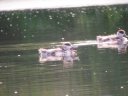 Tadornes juvéniles (Anseriformes,anatidae, <em>Tadorna tadorna</em>) : canards brouteurs qui se nourrissent dans les prés-marais à proximité des berges. [27326 views]
