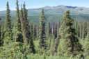 La taïga : la forêt d'épicéas (<em>Picea sp.</em>) est l'étape ultime ou climax de l'évolution de la forêt en Alaska.   Les jeunes épicéas sont capables de se développer à l'ombre des bouleaux avant de les dominer et de les supplanter. [38481 views]