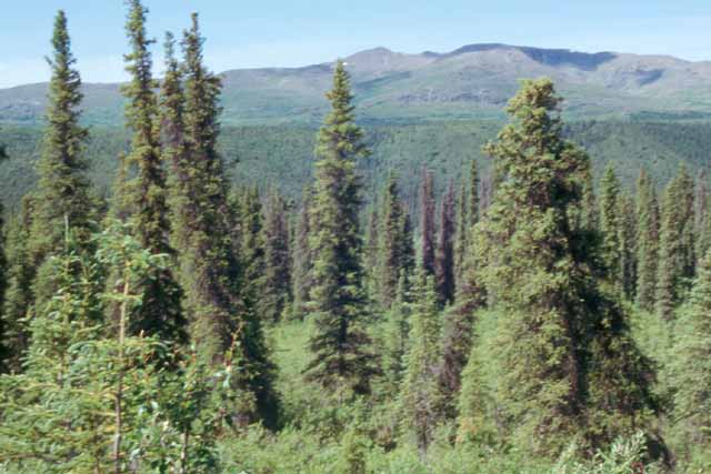 La taïga : la forêt d'épicéas (<em>Picea sp.</em>) est l'étape ultime ou climax de l'évolution de la forêt en Alaska.   Les jeunes épicéas sont capables de se développer à l'ombre des bouleaux avant de les dominer et de les supplanter.