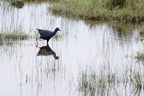 Talève sultane, <em>Porphyrio porphyrio</em>. 
Oiseau sédentaire, essentiellement végétarien, qui habite dans les roselières pratiquement impénétrables autour des lagunes d'eau douce ou saumâtre.
 [22362 views]