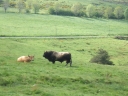 Taureau et vache de race Aubrac (Artiodactyle, Bovidae, <em>Bos taurus</em>). Sur l'élevage dans cette région voir le site   http://www.race-aubrac.com/ [14343 views]