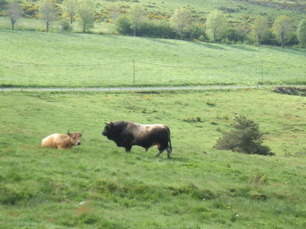 Taureau et vache de race Aubrac (Artiodactyle, Bovidae, <em>Bos taurus</em>). Sur l'élevage dans cette région voir le site   http://www.race-aubrac.com/