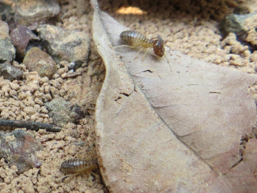 Les termites (environ 7 mm ici) sont des insectes sociaux, qui vivent au sein de colonies hiérarchisées et organisées en castes. Ce sont des isoptères, mais seuls les adultes sexués sont ailés. Les termites se caractérisent par des pièces buccales broyeuses, par un abdomen relié au thorax. Ils sont plutôt biologiquement proches des blattes. Ils se rencontrent surtout dans les pays chauds, où certaines espèces construisent de grands nids en terre mâchée, les <a href='https://phototheque.enseigne.ac-lyon.fr/photossql/photos.php?RollID=images&FrameID=termitiere'>termitières</a>, caractéristiques des plateaux tropicaux.