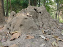 Termitière : c'est la partie aérienne d'un nid de <a href='https://phototheque.enseigne.ac-lyon.fr/photossql/photos.php?RollID=images&FrameID=termite'>termites</a>. Sa structure percée de conduits permet une ventilation passive et le maintien d'une température et d'une hygrométrie optimales pour le nid. La muraille, très dure, est faite d'un mélange de terre et de salive cuit par le soleil. [2008 views]