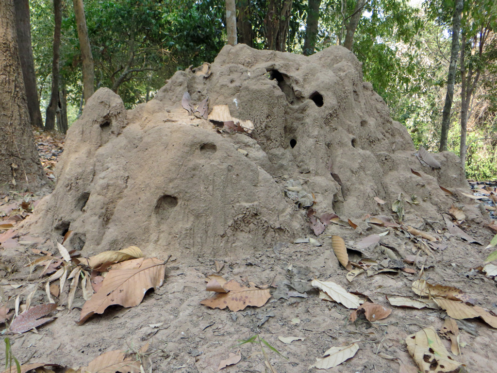 Termitière : c'est la partie aérienne d'un nid de <a href='https://phototheque.enseigne.ac-lyon.fr/photossql/photos.php?RollID=images&FrameID=termite'>termites</a>. Sa structure percée de conduits permet une ventilation passive et le maintien d'une température et d'une hygrométrie optimales pour le nid. La muraille, très dure, est faite d'un mélange de terre et de salive cuit par le soleil.