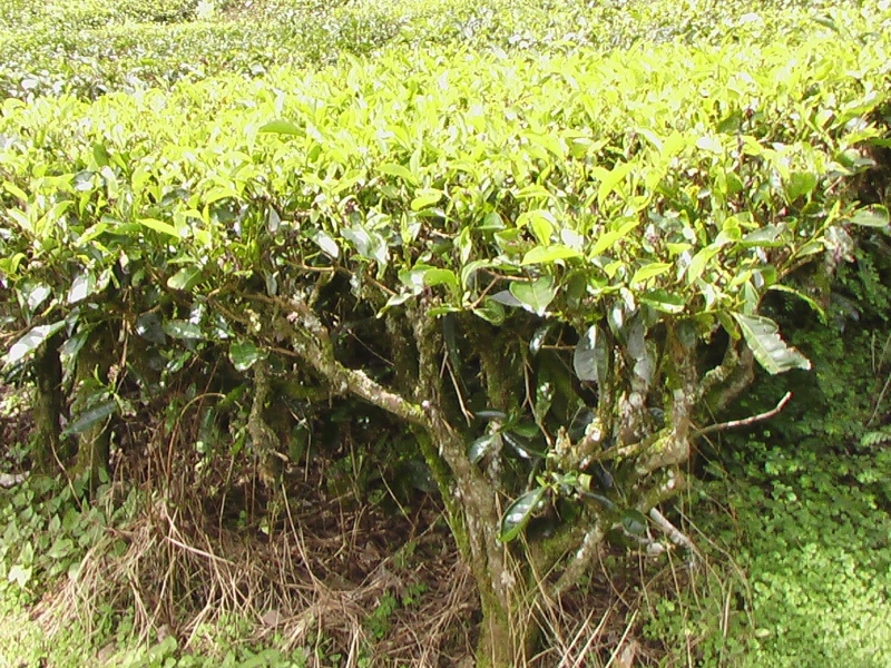 Théier, <em>Camellia sinensis</em>, famille des Théacées. Arbre à feuillage persistant dont on exploite les jeunes feuilles vert clair. Cette taille régulière maintient l'arbre sous forme de buisson d'une hauteur d'un mètre environ.