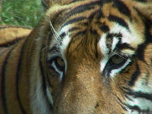 Tigre (Mammifères, Carnivores, Félidés, <em>Panthera tigris</em>), parc animalier de Peaugres.