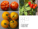 La tomate est une plante herbacée à port rampant, originaire d'Amérique du sud et a été introduite en Europe au XVI ème siècle. A l'origine, constituée de très petits fruits, elle a été développée en Italie pour envahir le monde entier avec un très grand nombre de variétés (sans doute plus de 10000) donnant, pour cette plante, une très grande biodiversité. <br />Classification : <br />Espèce : <em>Solanum lycopersicum</em>  <br />Ordre des Solanales, famille des Solanaceae (avec la Morelle, le Tabac, la Belladone, le Piment, la Pomme de terre). [27408 views]