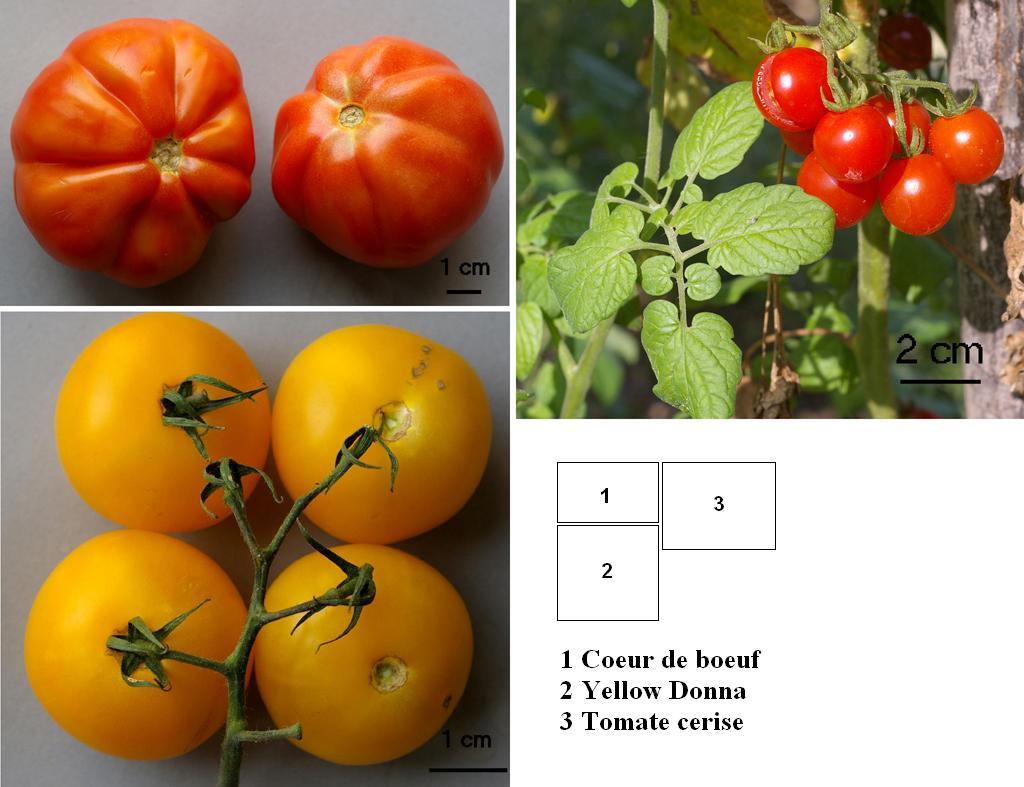 La tomate est une plante herbacée à port rampant, originaire d'Amérique du sud et a été introduite en Europe au XVI ème siècle. A l'origine, constituée de très petits fruits, elle a été développée en Italie pour envahir le monde entier avec un très grand nombre de variétés (sans doute plus de 10000) donnant, pour cette plante, une très grande biodiversité. <br />Classification : <br />Espèce : <em>Solanum lycopersicum</em>  <br />Ordre des Solanales, famille des Solanaceae (avec la Morelle, le Tabac, la Belladone, le Piment, la Pomme de terre).
