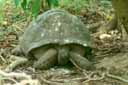 Une tortue géante (<em>Geochelone gigantea</em>) sur l'île de Cousin aux Seychelles. C'est un des plus grands mâles connu. [31050 views]