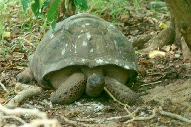 Une tortue géante (<em>Geochelone gigantea</em>) sur l'île de Cousin aux Seychelles. C'est un des plus grands mâles connu.