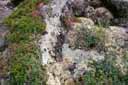 La toundra près du cercle polaire en Alaska. Sur les blocs de granite poussent les mousses, lichens et végétaux ras constituant la toundra. Ils constituent l'alimentation de base des caribous. [39525 views]