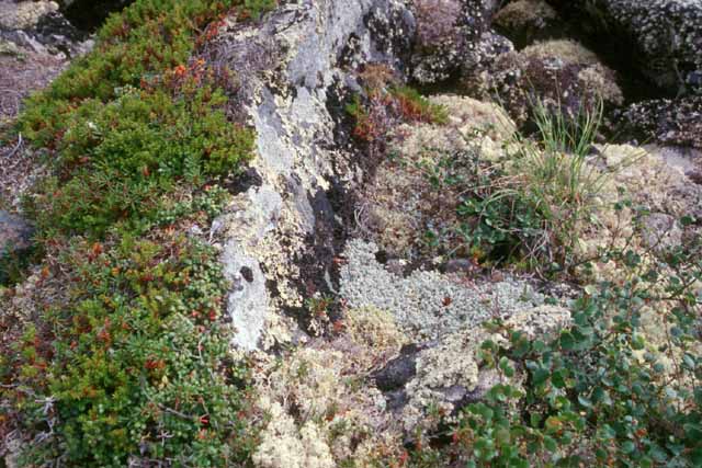 La toundra près du cercle polaire en Alaska. Sur les blocs de granite poussent les mousses, lichens et végétaux ras constituant la toundra. Ils constituent l'alimentation de base des caribous.