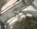 Trachées sur intestin d'asticot. Microscope optique objectif  X 100 et travail de la photo avec le logiciel combineZP. [24056 views]