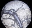 Trachée et trachéoles d'asticot observées au microscope. [10562 views]