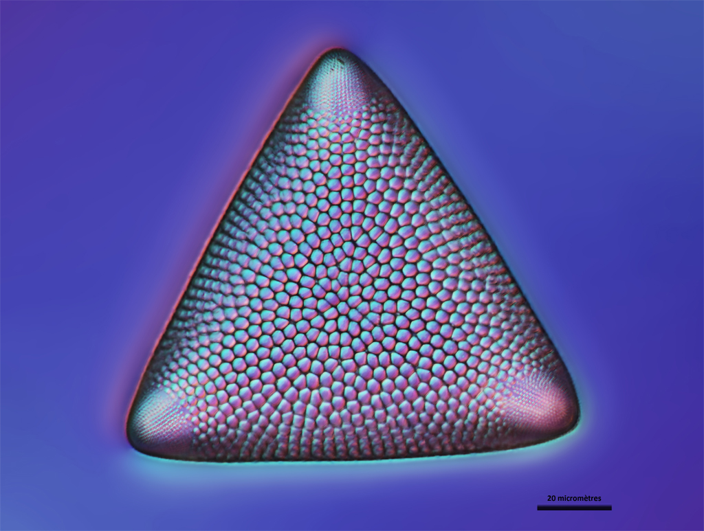 Diatomée, <em>Triceratium montereyi </em>. Espèce marine, faisant partie du phytoplancton. Les diatomées sont à la base des réseaux trophiques les plus productifs des océans. Par leur activité photosynthétique elles contribuent à l'absorption du CO2. Ce sont des cellules qui ont des chloroplastes, mais elles sont surtout connues pour leur frustule (enveloppe de silice), dont les motifs sont fabuleux.<br />Technique : X100 immersion, contraste interférentiel et lame onde.