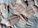 Trilobites fossilisés (<em>Ellipsocephalus hoffi</em> - Cambrien) dans du schiste. Arthropodes marins de l'ère primaire. Le corps est partagé longitudinalement en 3 lobes. [44224 views]