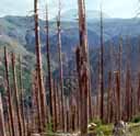 Conséquence de l'éruption du Mont Saint Helens : destruction de la forêt. Au premier plan on voit les plantes qui depuis 16 ans entament la reconquête du  territoire. En revanche les troncs des conifères détruits sont encore dressés.
<BR><A HREF='https://phototheque.enseigne.ac-lyon.fr/photossql/GoogleEarth/troncs_coniferes.kmz'><IMG SRC='googleearth.gif' BORDER=0></A> [9235 views]