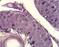 Portion de tube séminifère de  rat en coupe transversale. 
De la périphérie au centre du tube on peut voir :<ul>
<li> des spermatogonies, à 2n, qui sont en réalité des cellules souches. Elles se multiplient activement par mitose.</li>
<li> des spermatocytes I et II (méiose).</li>
<li> des spermatides (qui sont des futurs spermatozoïdes).</li>
<li> des spermatozoïdes avec leurs flagelles dirigés vers la lumière du tube.</li></ul>
Voir la <a href='https://phototheque.enseigne.ac-lyon.fr/photossql/photos.php?RollID=images&FrameID=Coupe_testicule_rat_objx10'>coupe à l'objectif x10</a>. [30167 views]