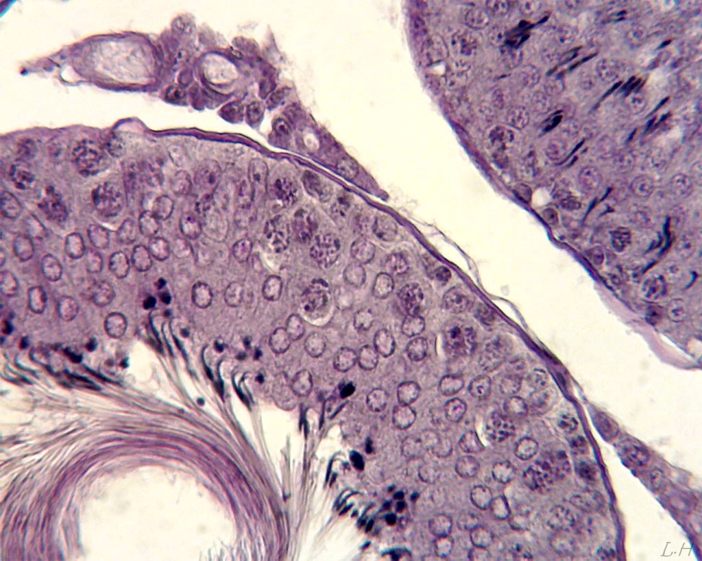 Portion de tube séminifère de  rat en coupe transversale. 
De la périphérie au centre du tube on peut voir :<ul>
<li> des spermatogonies, à 2n, qui sont en réalité des cellules souches. Elles se multiplient activement par mitose.</li>
<li> des spermatocytes I et II (méiose).</li>
<li> des spermatides (qui sont des futurs spermatozoïdes).</li>
<li> des spermatozoïdes avec leurs flagelles dirigés vers la lumière du tube.</li></ul>
Voir la <a href='https://phototheque.enseigne.ac-lyon.fr/photossql/photos.php?RollID=images&FrameID=Coupe_testicule_rat_objx10'>coupe à l'objectif x10</a>.