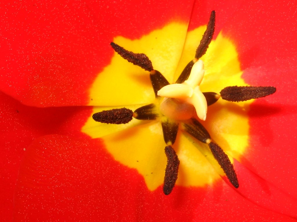 Etamines et pistil de tulipe (<em>Tulipa gesneriana</em>)