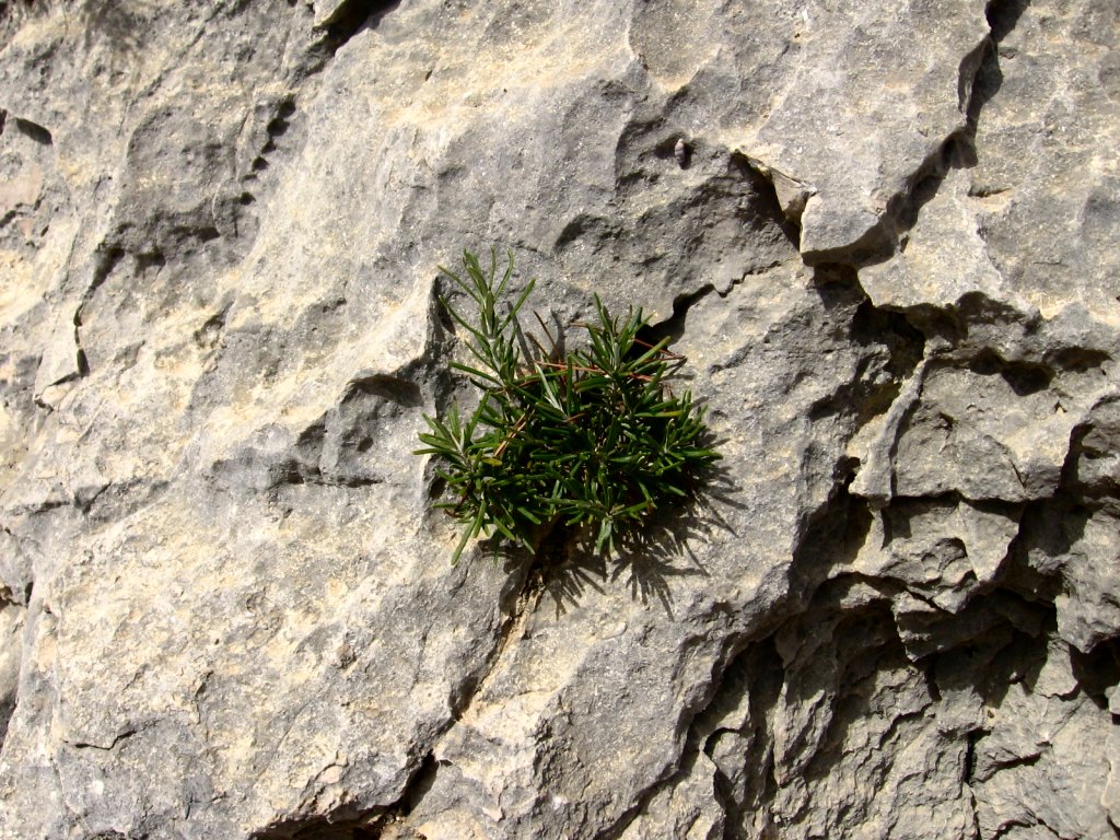 <em>Rosmarinus officinalis</em> poussant dans une fissure dans un calcaire Urgonien