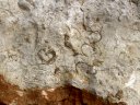 Bivalves fossiles dans un bloc de calcaire Urgonien. [28163 views]