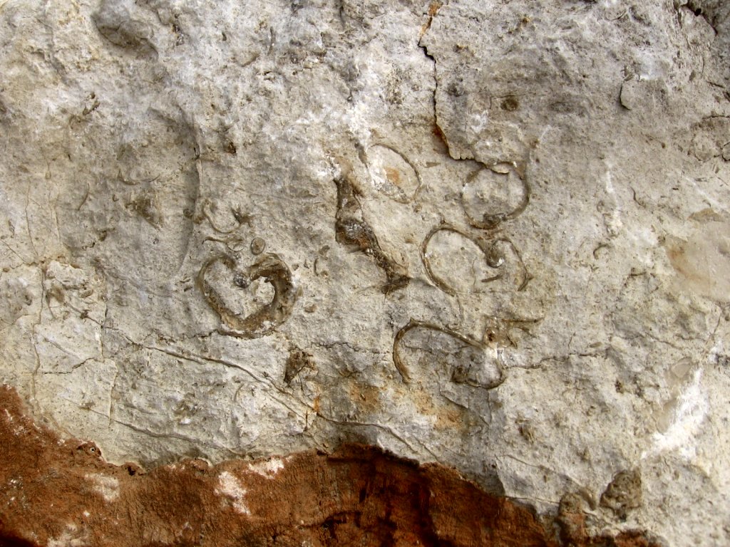 Bivalves fossiles dans un bloc de calcaire Urgonien.