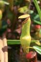 <em>Nepenthes pervillei</em>, plante carnivore endémique de l'île de Mahé (Seychelles).  Le "piège" à insecte est en fait l'extrémité d'une feuille. Il mesure environ 10 cm de haut. On remarque  au fond de l'urne le liquide dans lequel les animaux sont digérés. [32567 views]