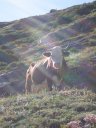 Vache domestique (Artiodactyle, Bovidae, <em>Bos taurus</em>). Elle est élevée pour son lait et pour la production de viande. Le taureau est le mâle de la vache, un boeuf est un taureau castré, un veau est un petit de moins d'un an, une génisse est une jeune vache qui n'a pas encore vélé.  [7391 views]