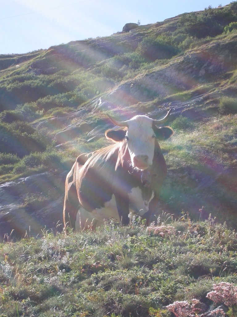 Vache domestique (Artiodactyle, Bovidae, <em>Bos taurus</em>). Elle est élevée pour son lait et pour la production de viande. Le taureau est le mâle de la vache, un boeuf est un taureau castré, un veau est un petit de moins d'un an, une génisse est une jeune vache qui n'a pas encore vélé. 